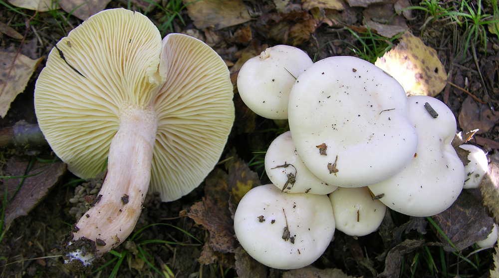 Hygrophorus di betulla.